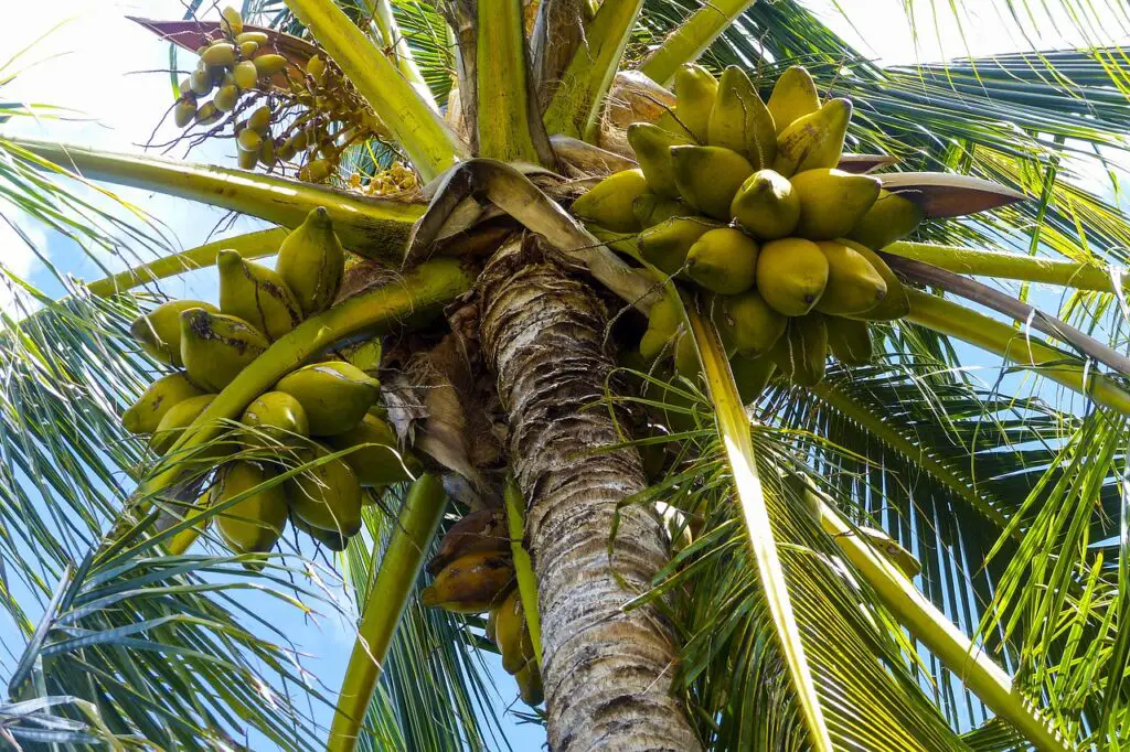world coconut day